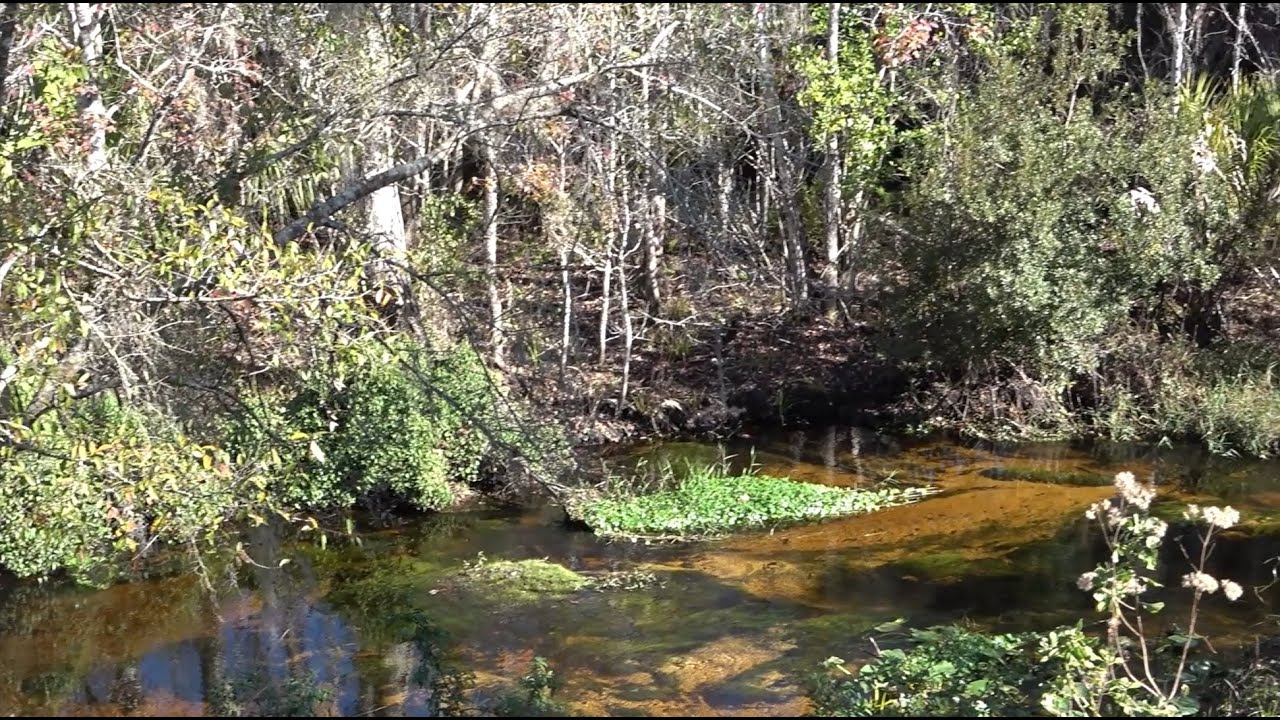 Adventurous Kids: Tiger Creek Preserve