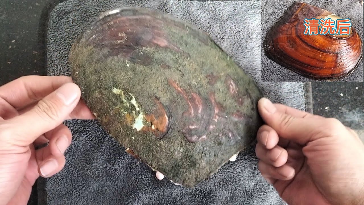 我用十万目的抛光膏给珍珠贝做镜面抛光