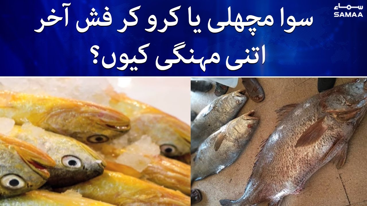 Sowa Machli Ya Carokar Fish itni mehengi kyun ? | SAMAA TV | 26th December 2022