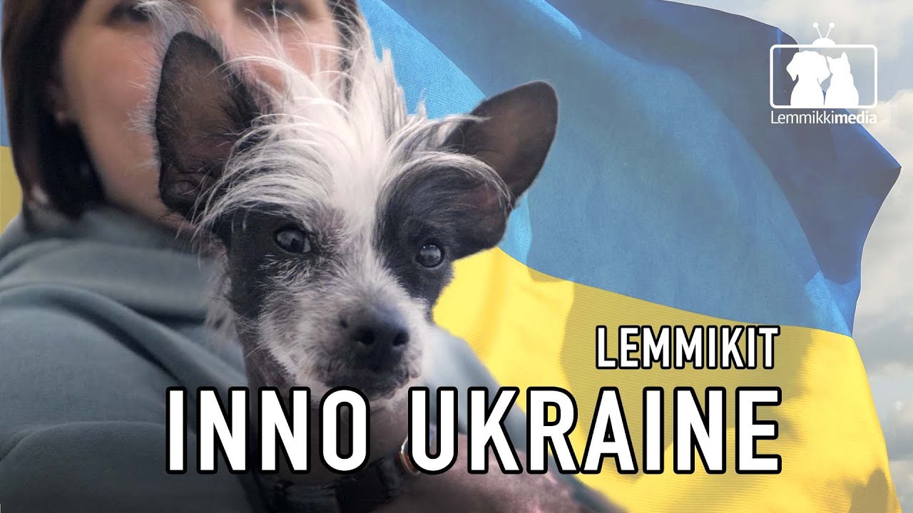 Inno Ukraine auttaa lemmikkien kanssa sotaa paenneita