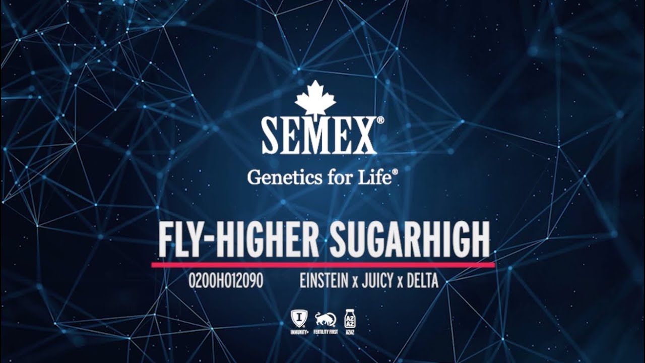 0200HO12090 Fly-Higher Sugarhigh APR 2025