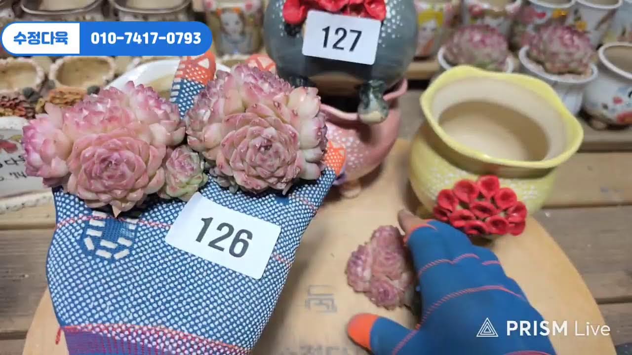묶은둥이, 수입신상, 여주분 50% 할인♡ #라이브 방송 2월 10일 #수정다육 010.7417.0793 #다육식물 #화분 #수제화분 #키핑 #에오니옴 #코노피튬 #라울