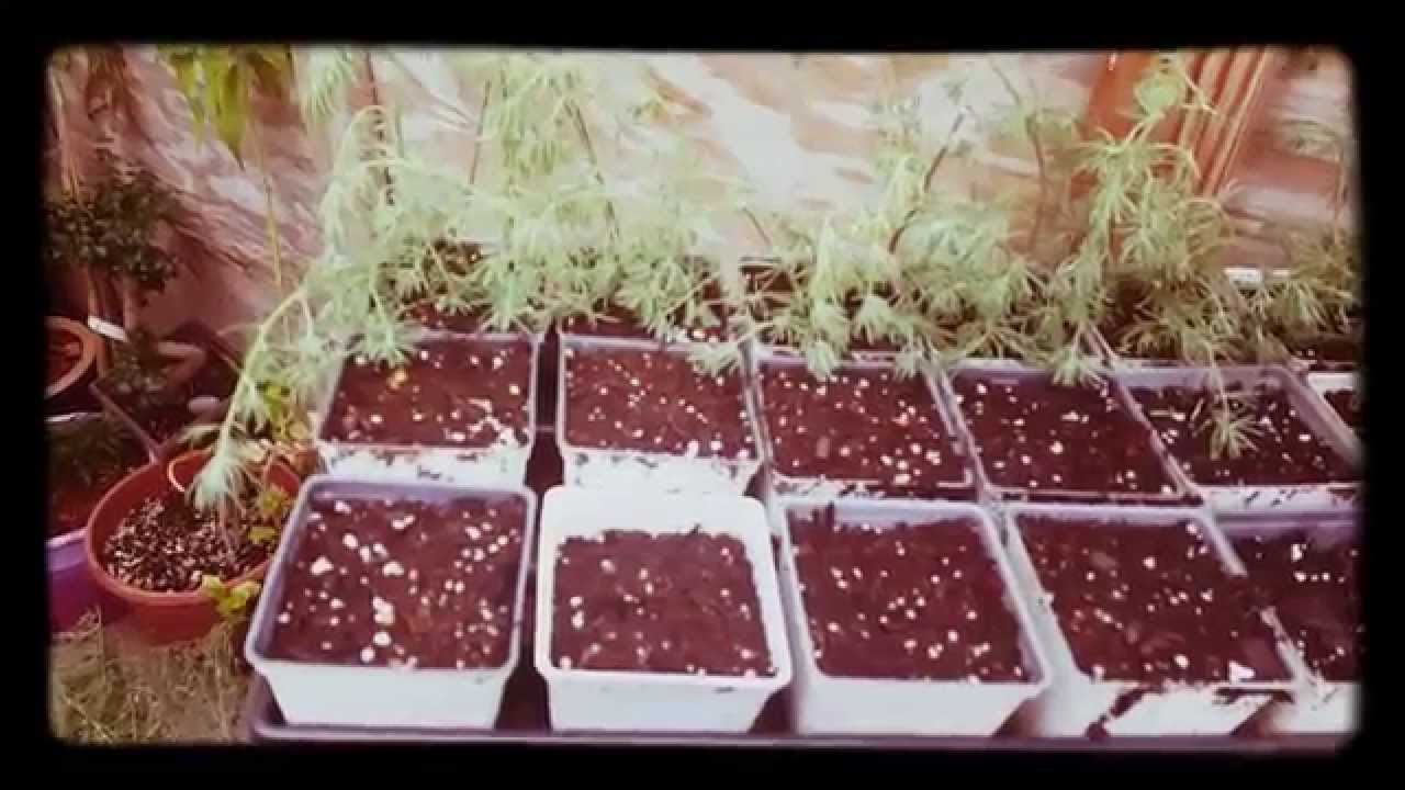 Parrot's Beak plant