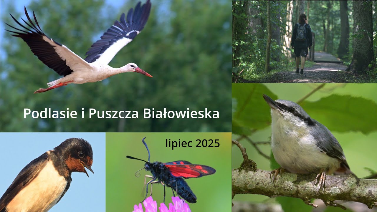 Podlasie i Puszcza Białowieska - lipiec 2025