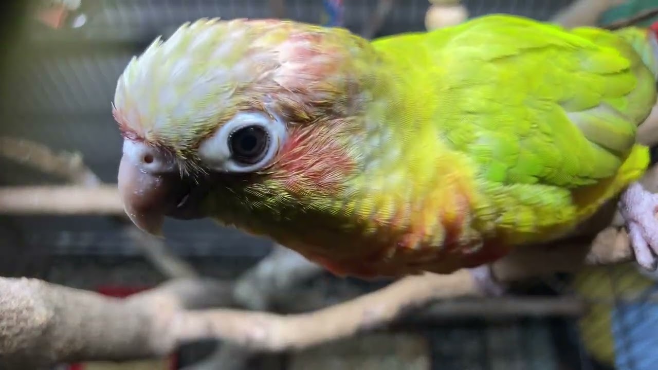 Conures & Relaxing Music Moments ❤️🎶