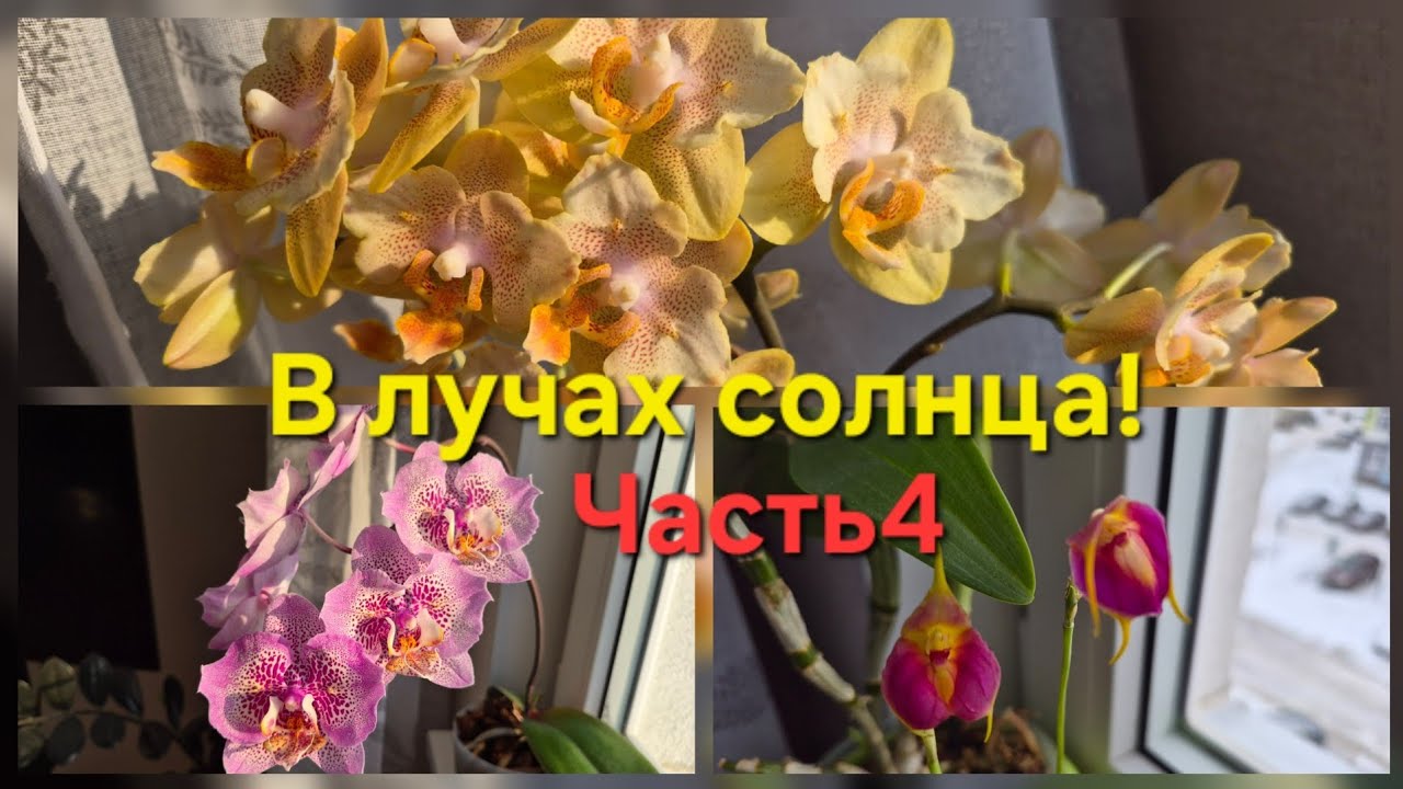 Обзор зимнего цветения!Часть4!🫣