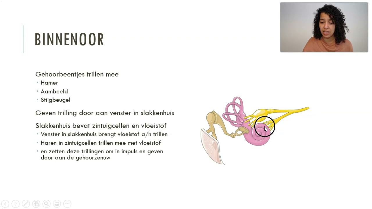 Het oor (vmbo)