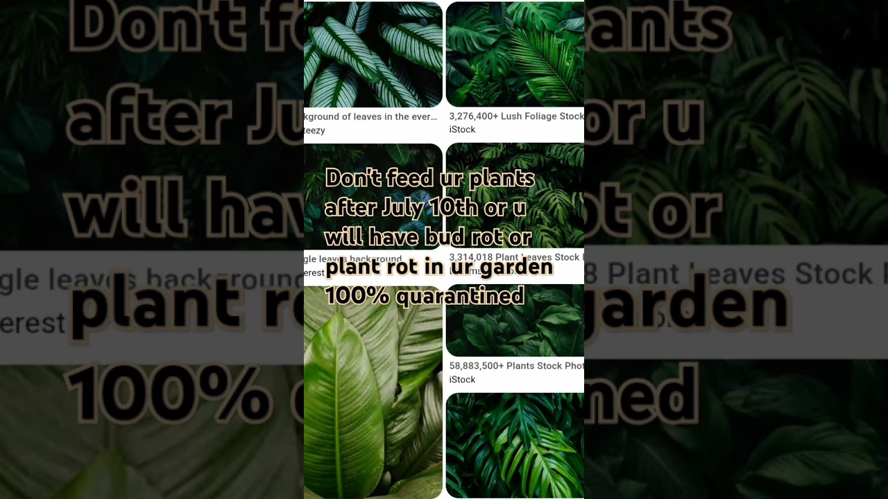 how to stop bud rot in ur garden 100 % guaranteed