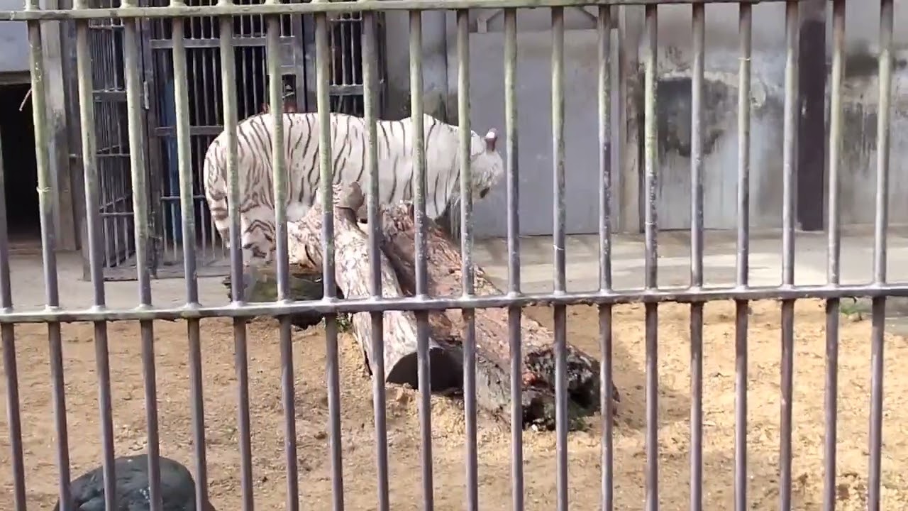2023.12.16 宇都宮動物園☆ホワイトタイガーの双子の赤ちゃん公開初日③