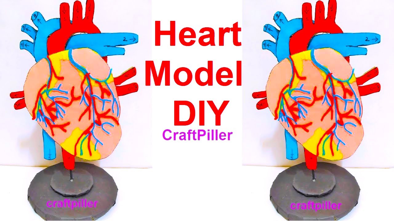 heart model 3D with stand for science fair project | diy at home | craftpiller | still model