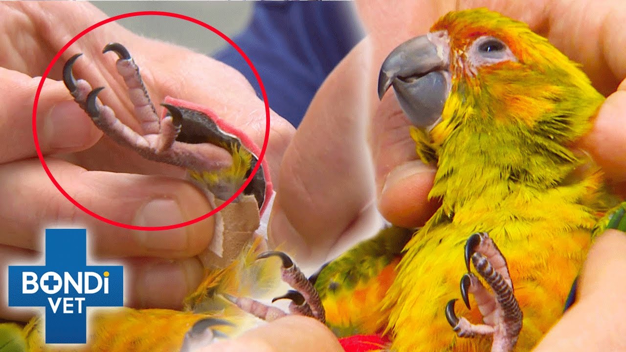 Parrot's Injured Leg Has to Be Manually Put Back Together 💔 | Bondi Clips | Bondi Vet