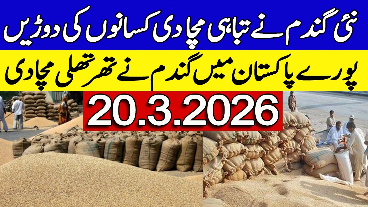 New Gandum Rates Today ! Wheat Support Price 2026