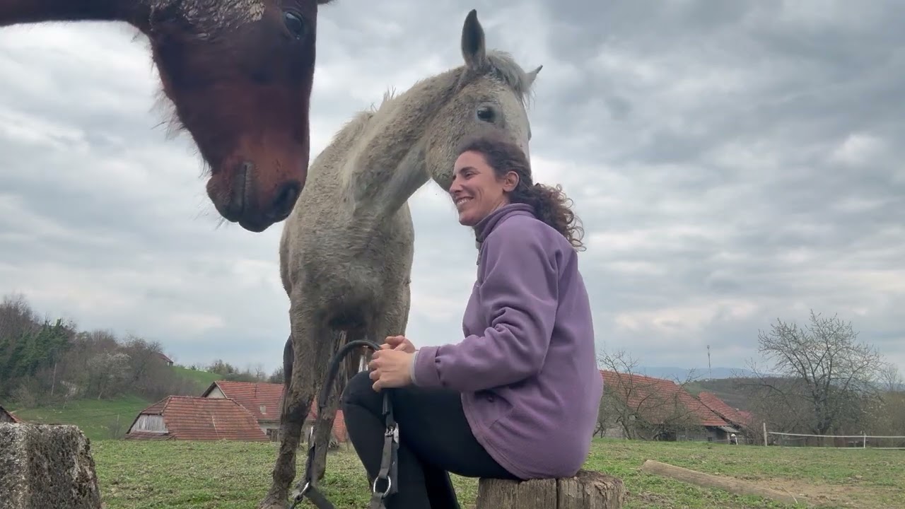 Horses of magic - Max, navikavanje na ular, desenzibilizacija, rad na slobodno