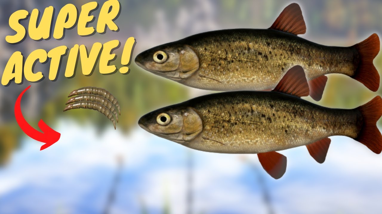 SUPER ACTIVE LAKE MINNOW SPOT IN TUNGUSKA RIVER! #505 Russian fishing 4