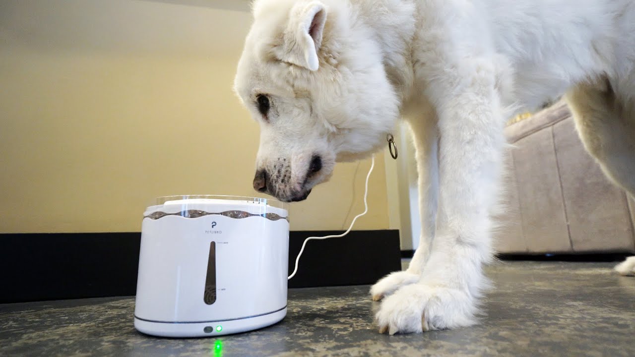 Trying a PET FOUNTAIN for the first time!