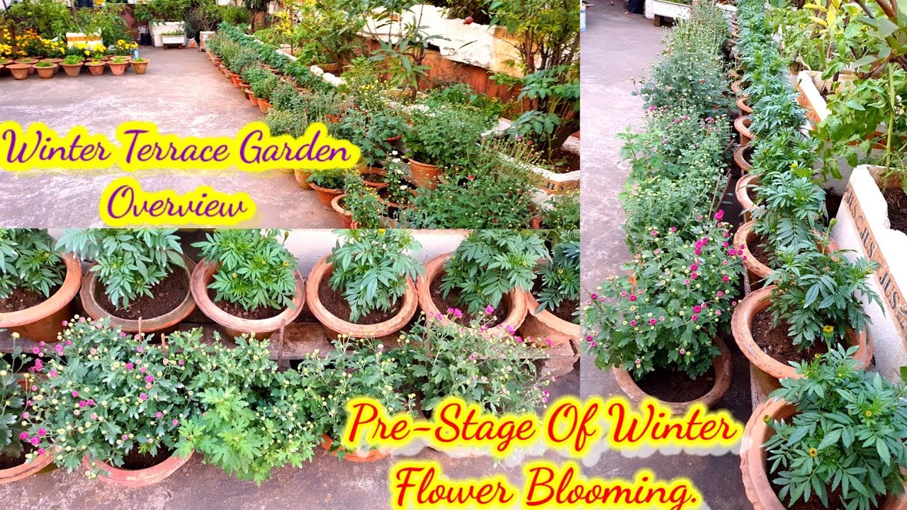 Winter Terrace Flower Garden Full Overview.Pre-Stage Of Winter Flower Blooming.#WinterGarden.