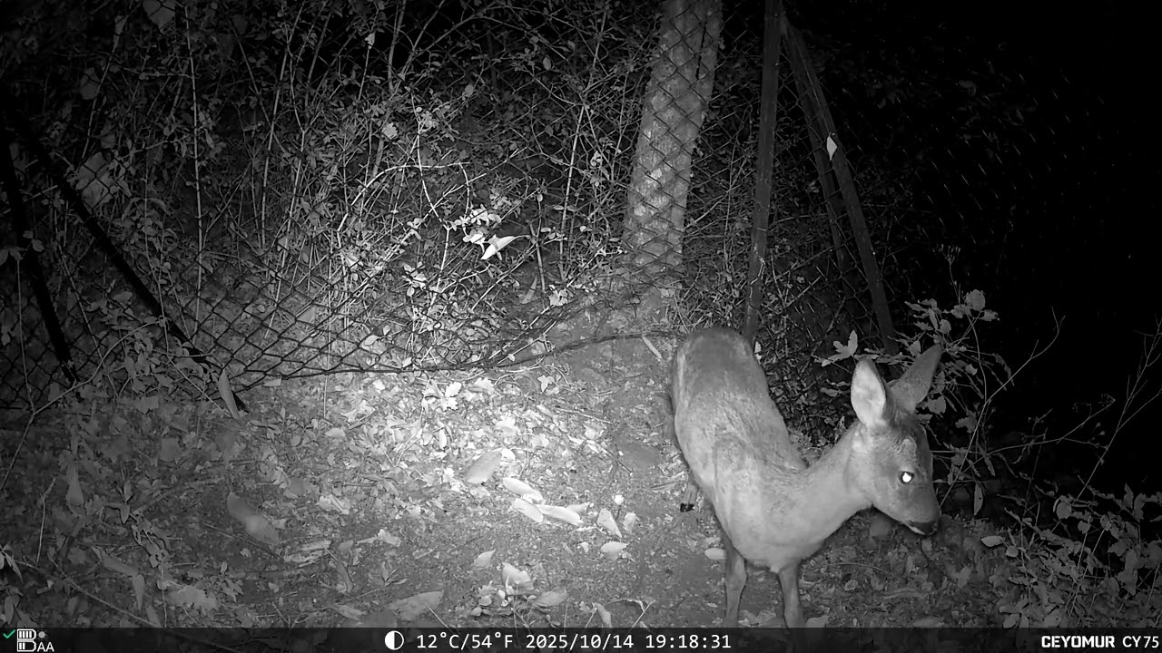 Fauna del 14 Ottobre 2025 – Gatto, Capriolo, Cervo, Tasso | Appennino bolognese | RoffenoWild