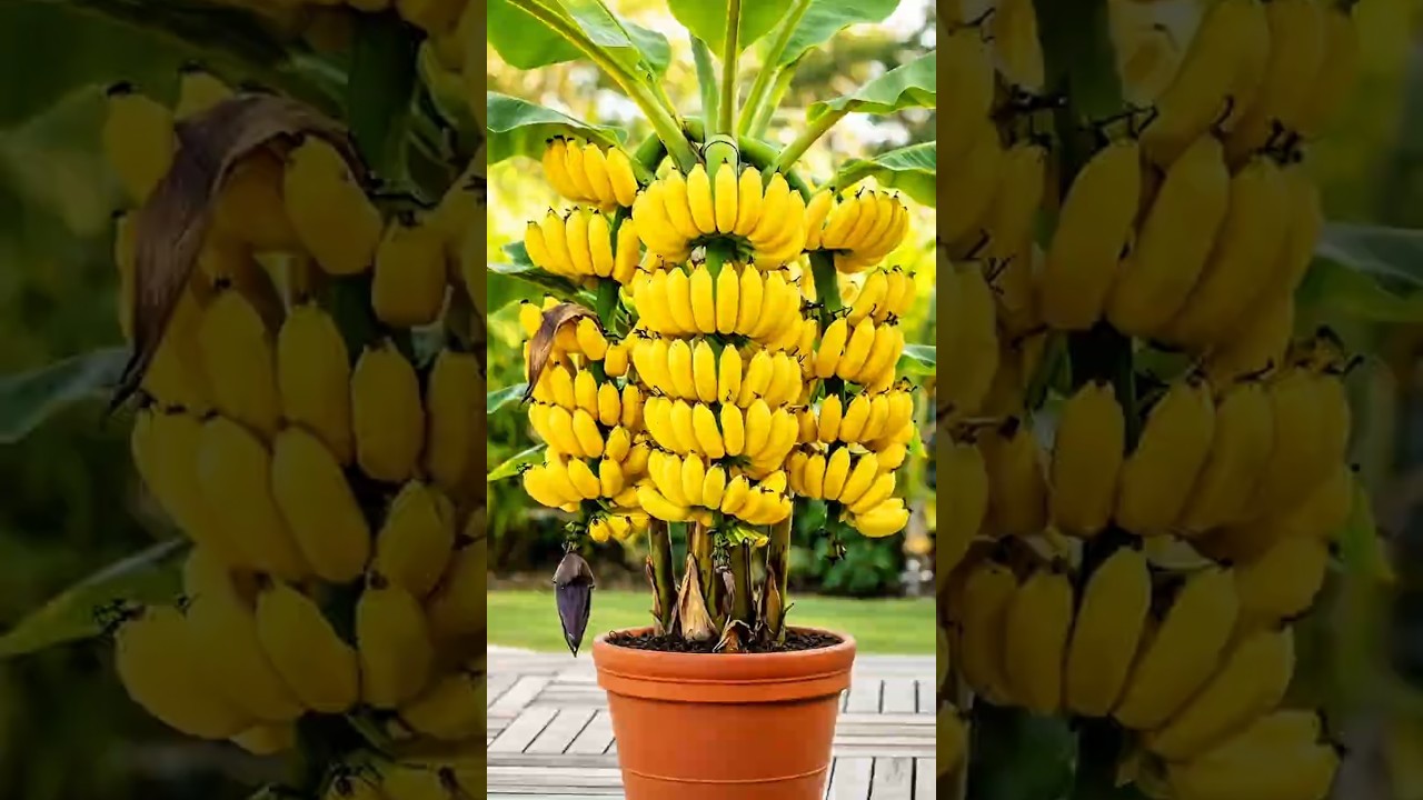 Passoa a passo para plantar banana em vaso #banana #frutiferas #frut&iacute;ferasemvaso #jardinagem #jardim