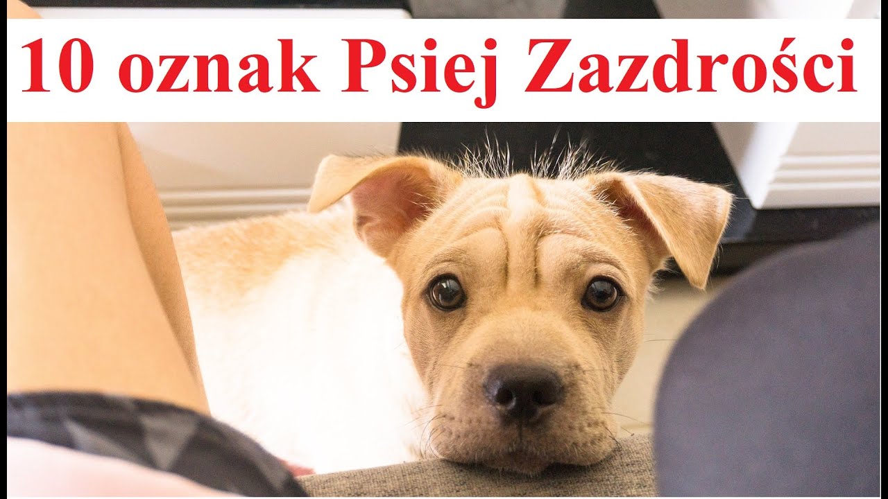 10 oznak Psiej Zazdrości - jak Psy okazują Zazdrość
