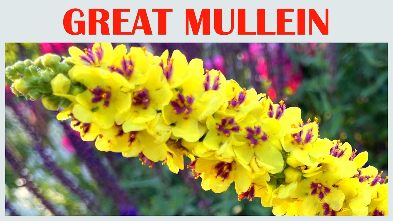 A Thousand Yellow Whispers of the Great Mullein,  flower scenery, beautiful flowers