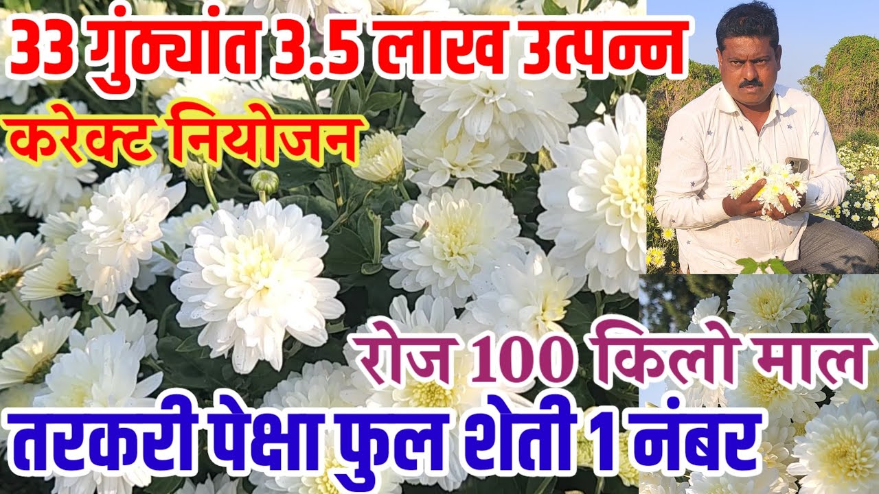 33 गुंठ्यांत 3.5 लाख उत्पन्न,तरकारी पेक्षा परवडली शेवंती फुल शेती,shevanti_flower vision varta,फुल