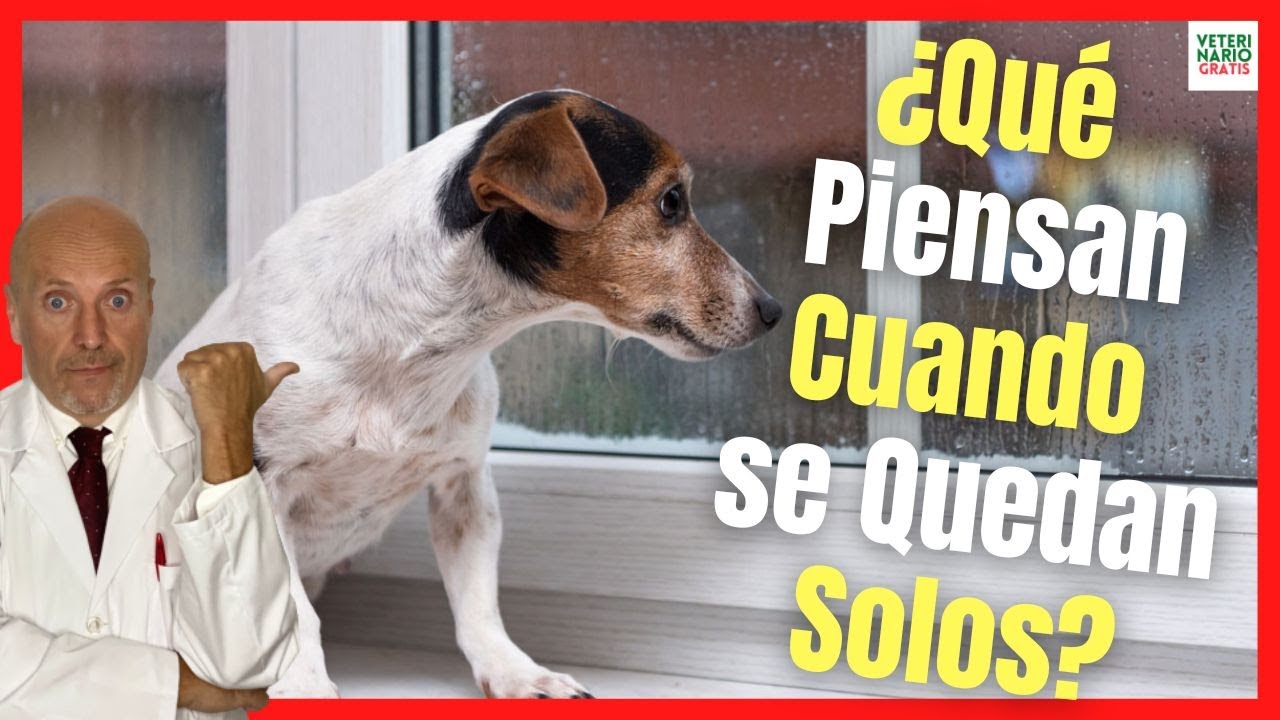 ✳️ ¿QUÉ PIENSAN LOS PERROS CUANDO SE QUEDAN SOLOS? ✳️ ANSIEDAD POR SEPARACIÓN EN PERROS