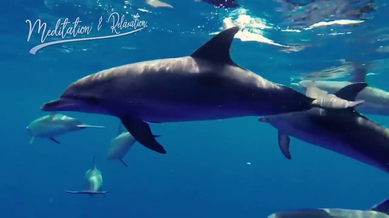 🐬 Medita&ccedil;&atilde;o Reiki dos Golfinhos 🐬