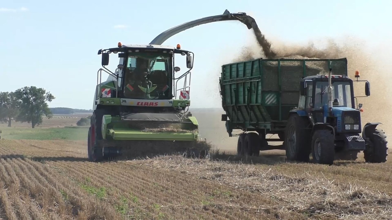 Немецкая мощь и Белорусский характер: CLAAS Jaguar 870 + МТЗ