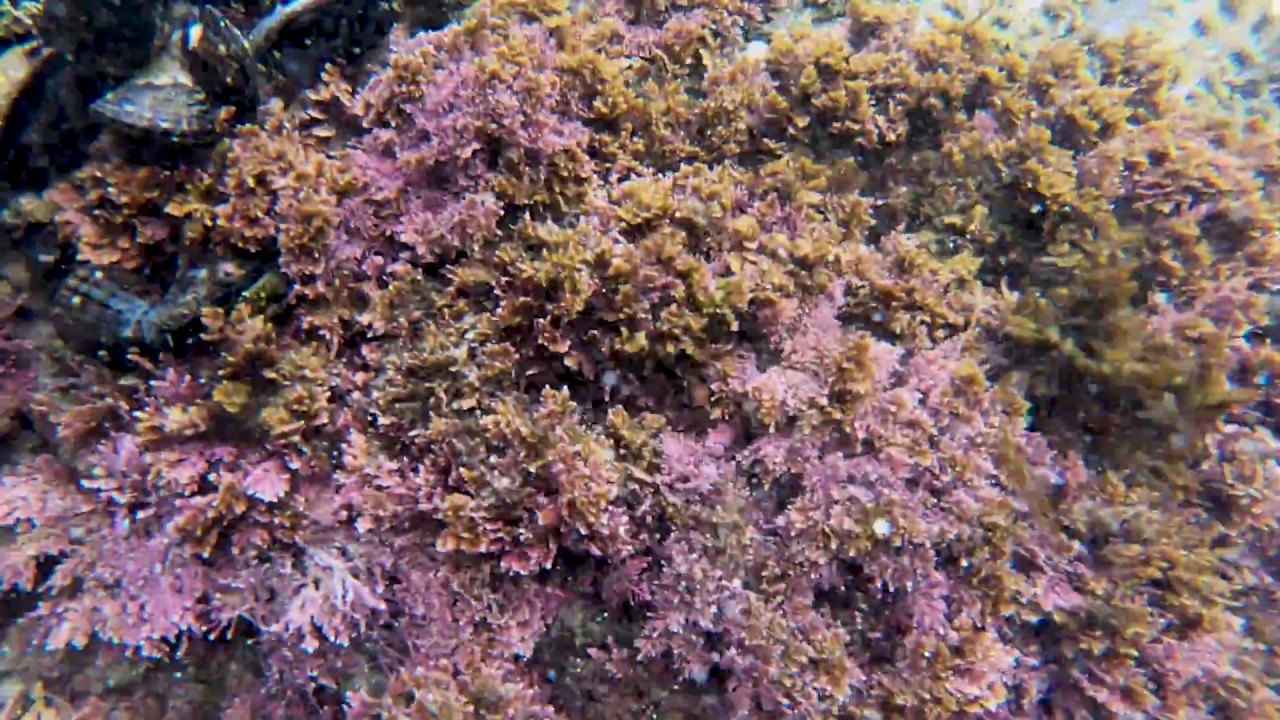 Exploring the Tide Pools of Southern California