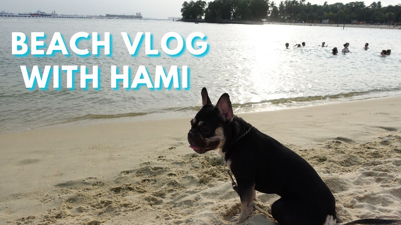 Hami the frenchie goes to the beach