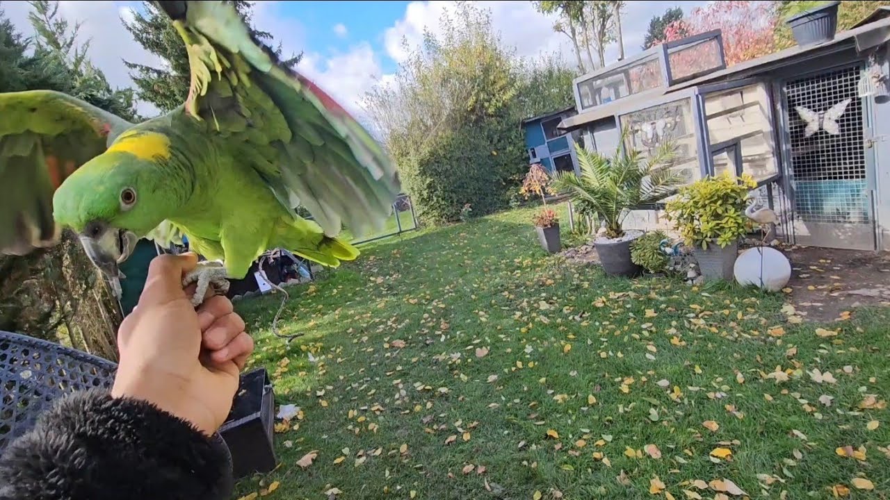 صورنالكم سوق الطيور 🐦 ومطيار التور🪽وفرخات الحمر والكمرليات والشعل🪺أشكر جميع المتابعين الطيبين 😘