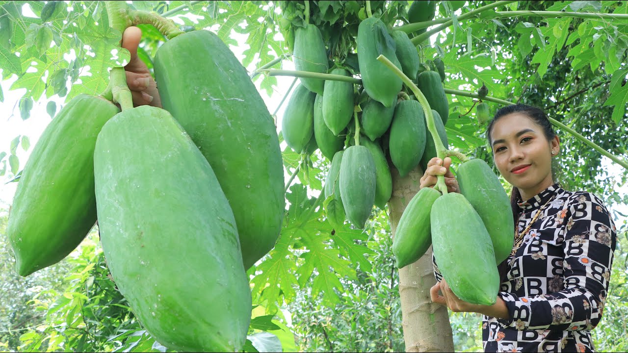 Fresh papaya in my homeland - Healthy food