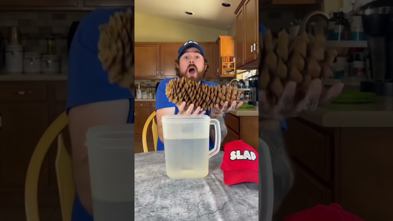 Shrinking Pinecone 🌲