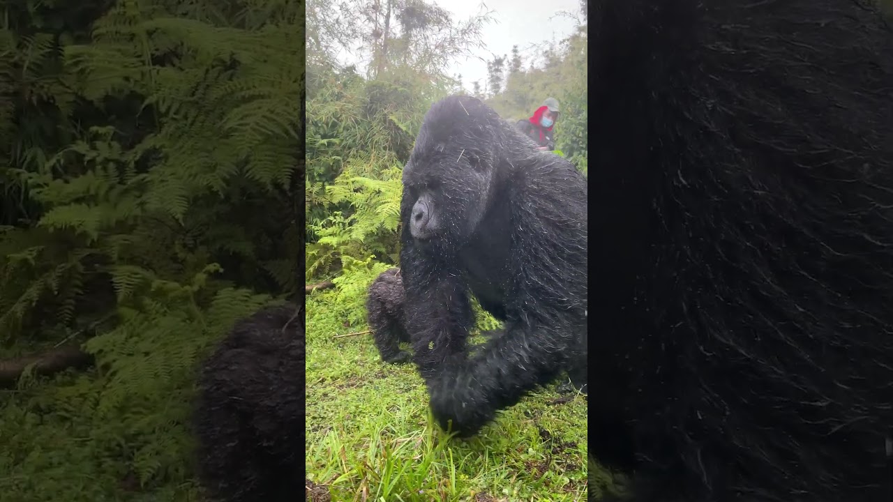 Gorilla comes towards the camera