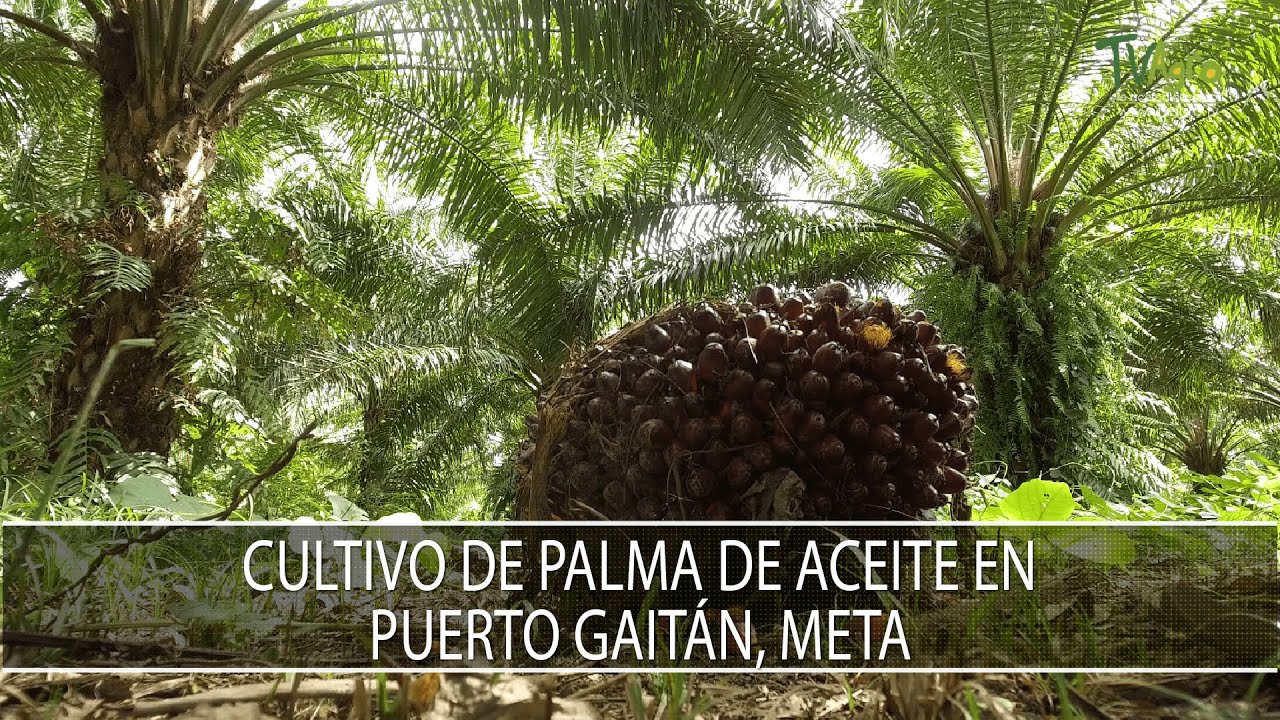 Cultivo de Palma de Aceite en Puerto Gaitan, Meta - TvAgro por Juan Gonzalo Angel Restrepo