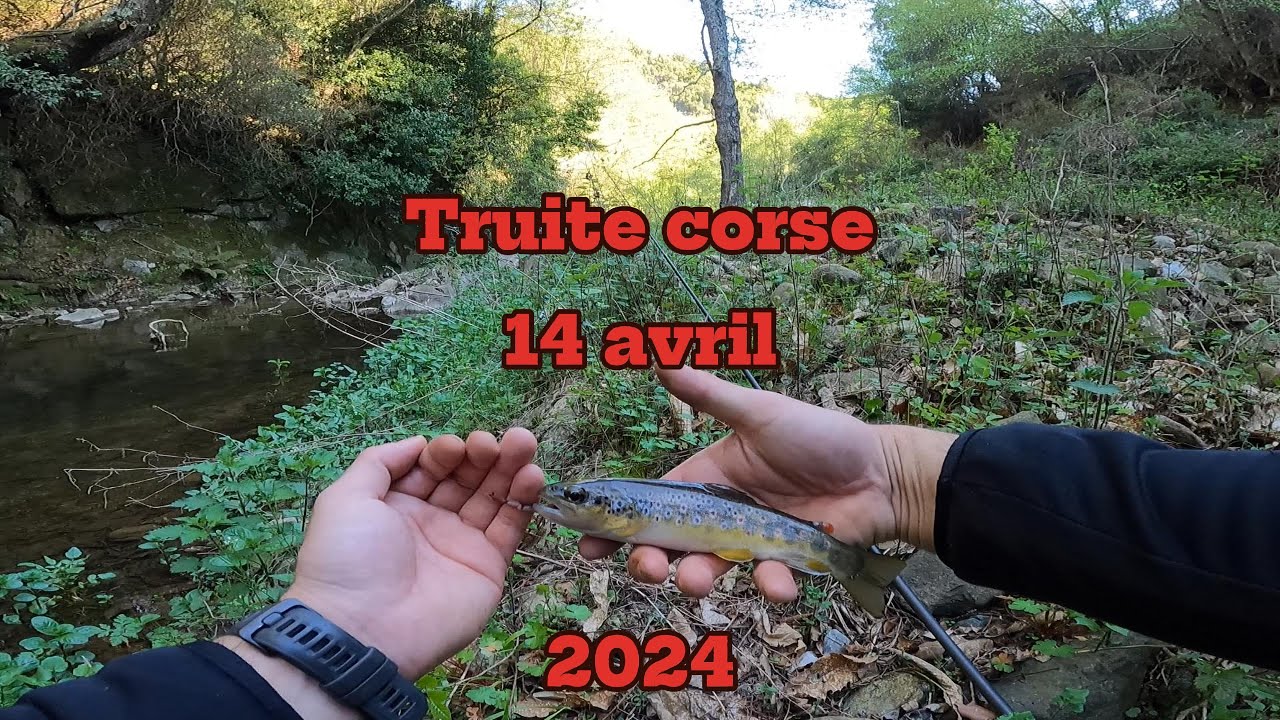 Truite corse 14 avril 2024