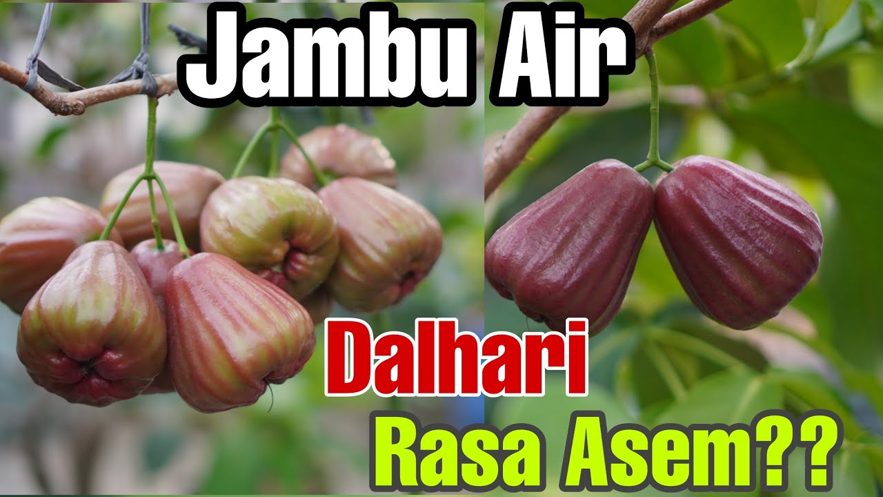 Jambu Air Dalhari Apa Benar Rasa Asem???