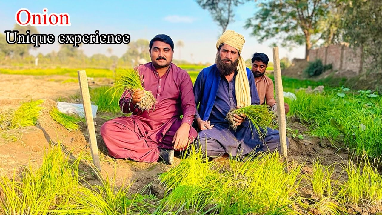 onion nursery unique 15 year experience share