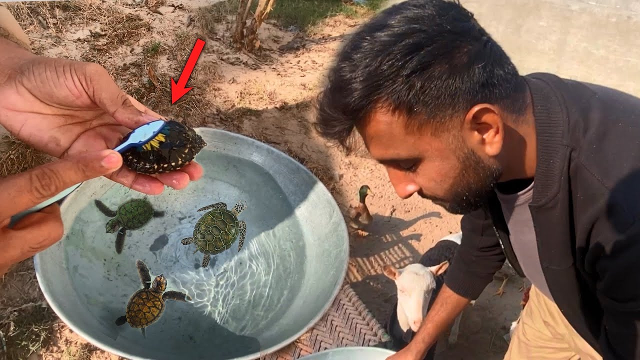 Turtles ki Brush Say Safai Kr Di