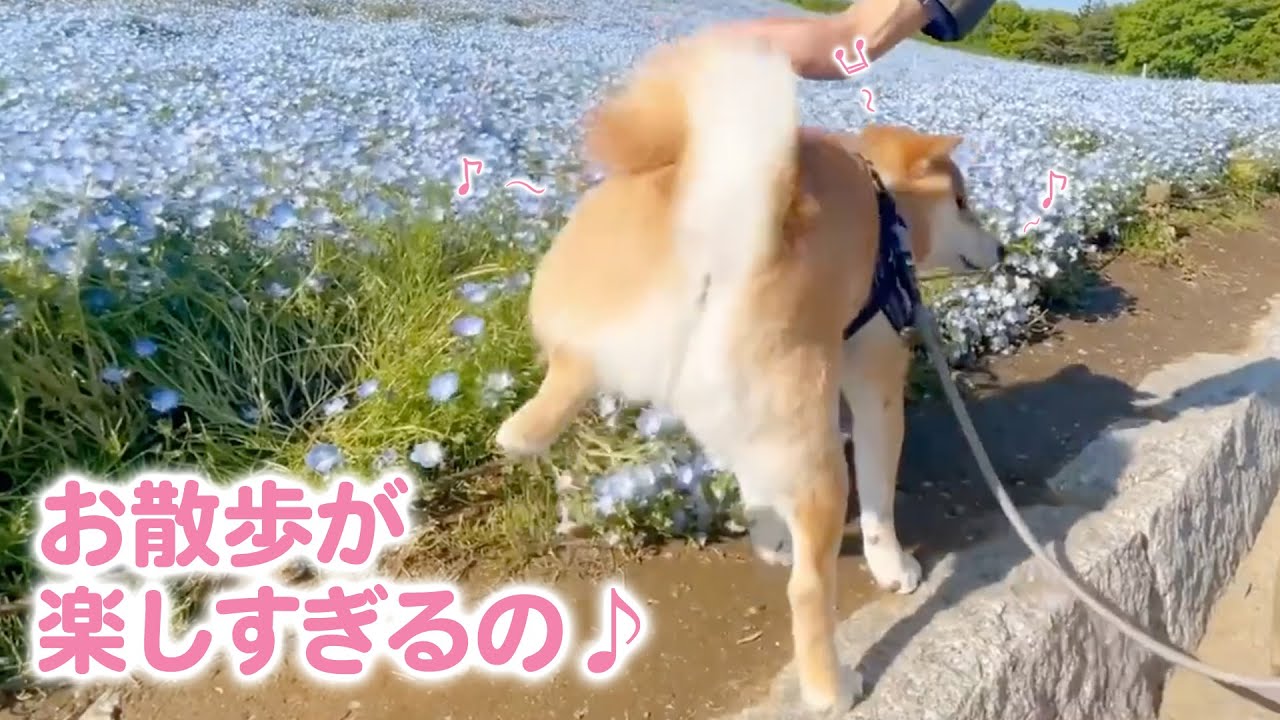 散歩から帰ると、必ず足踏みルンルンする柴犬さんが可愛すぎ問題♪