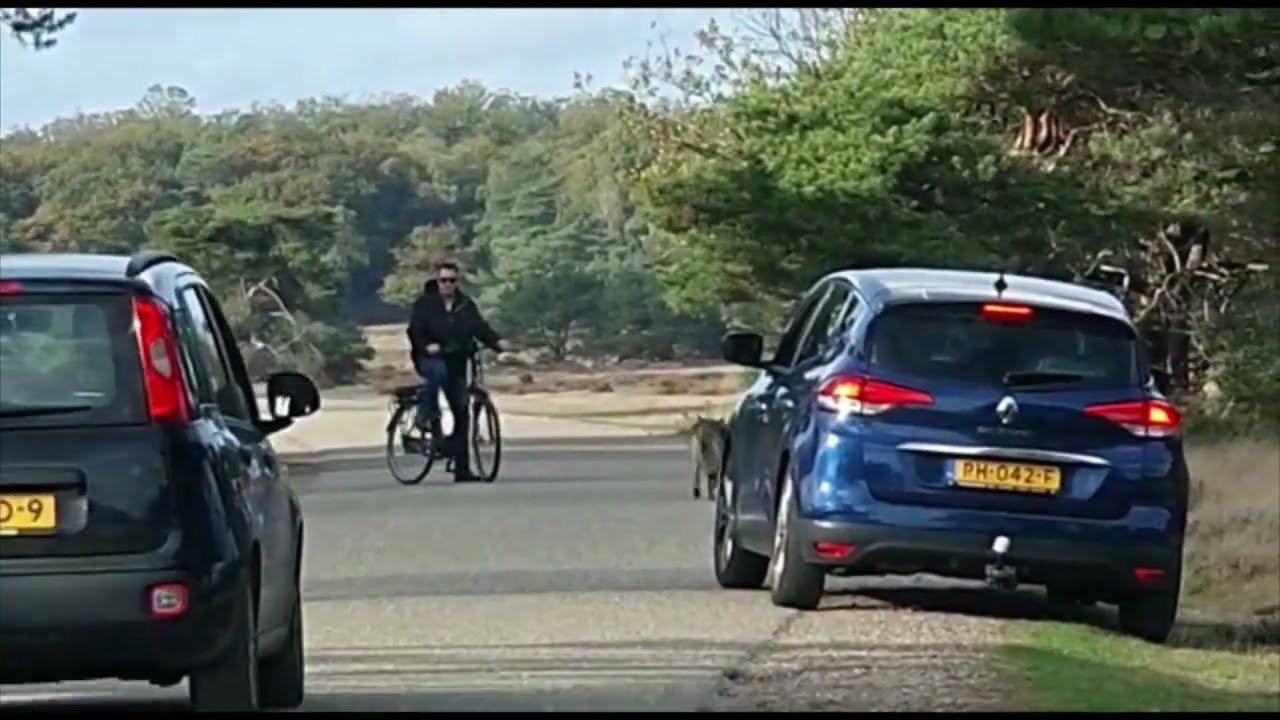 Wolf De Hoge Veluwe