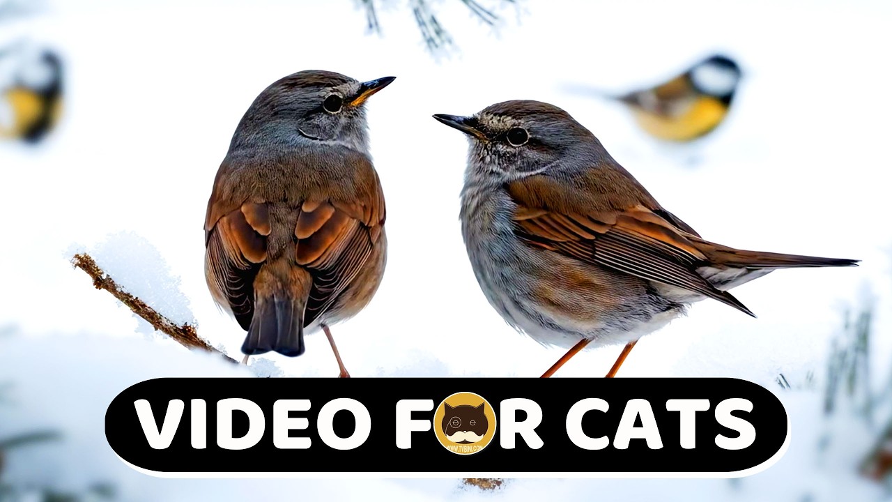 CAT GAMES - Winter Wildlife: Birds, Mice, Chipmunks, Squirrels, Hamsters - CAT TV | Videos for Cats.