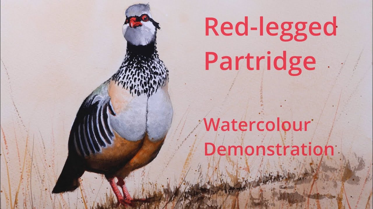 How to paint a Red-legged Partridge - Watercolour painting demonstration