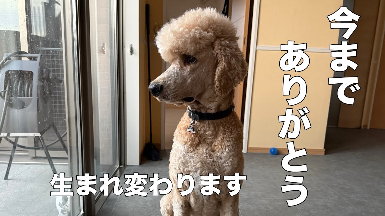 【プードル辞めます】プードルやめて生まれ変わります　|捨て猫|売れ残り|スタンダードプードル|poodle