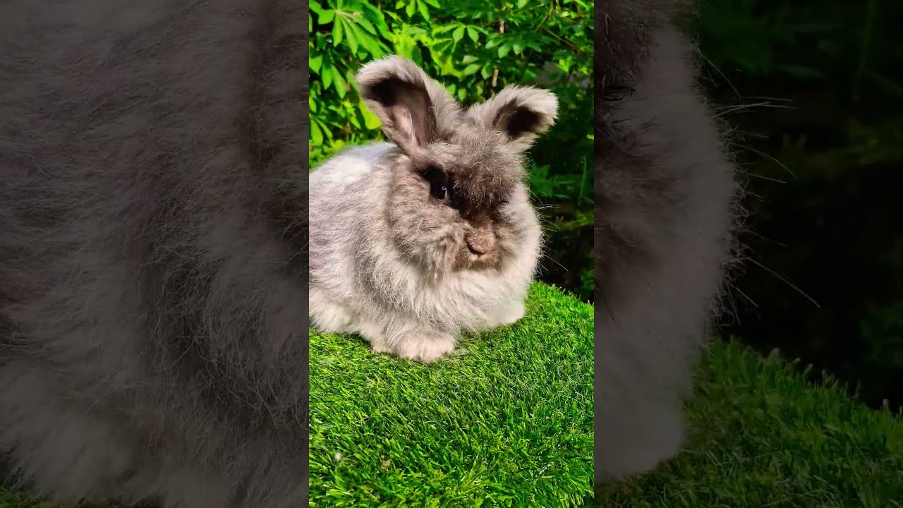 kelinci telinga panjang