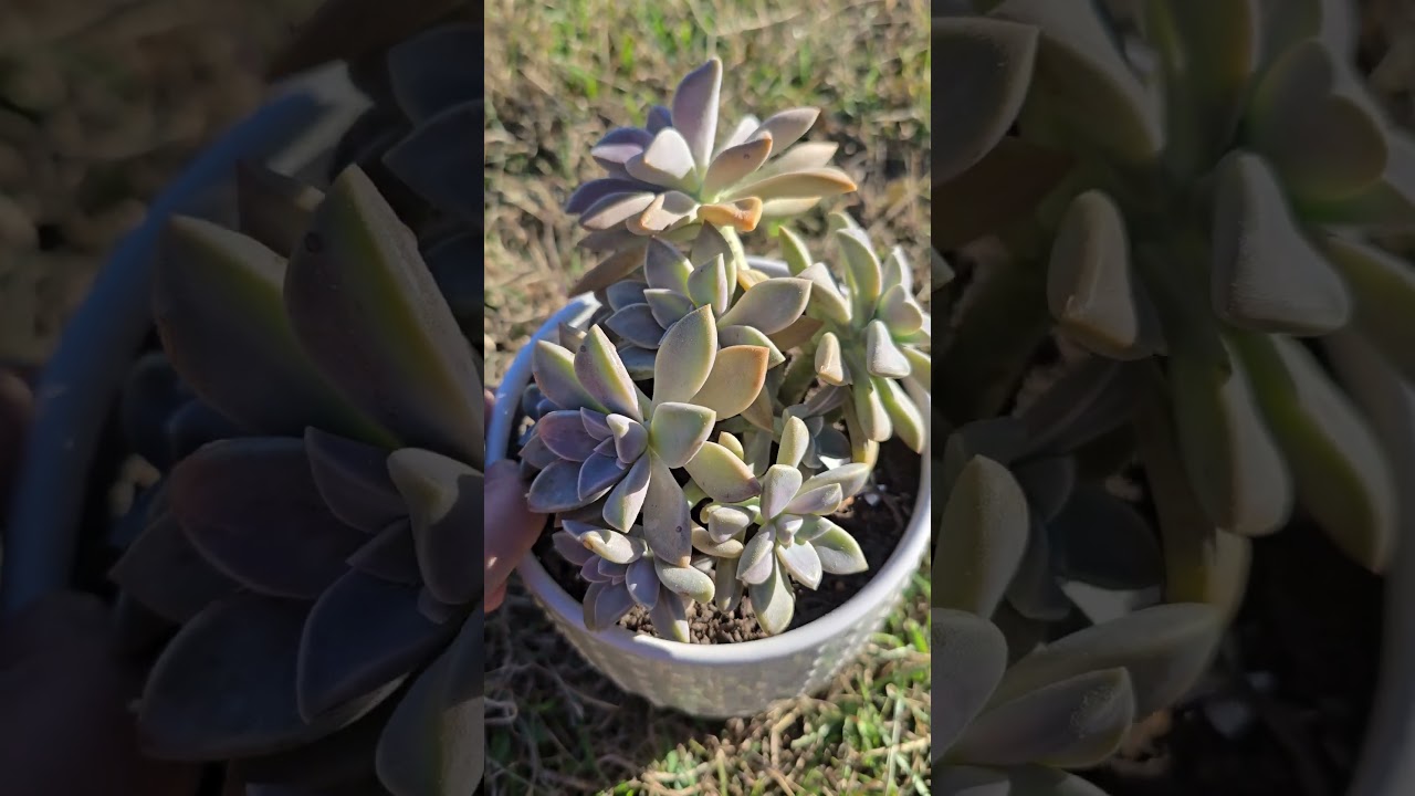 Ghost Succulent Plant Cluster 
