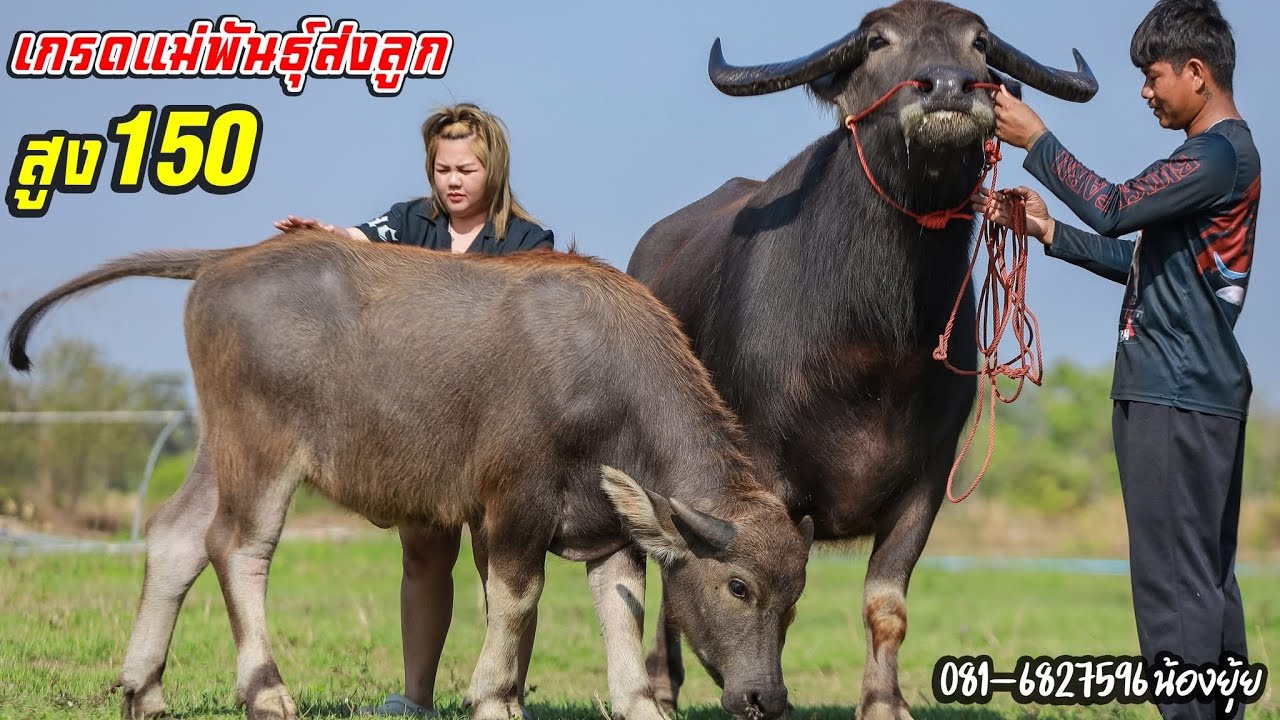 💥ควายแม่ส่งลูก เด็ดมากๆ สูง150☎️081-6827596น้องยุ้ย อ.ทุ่งเขาหลวง จ.ร้อยเอ็ด