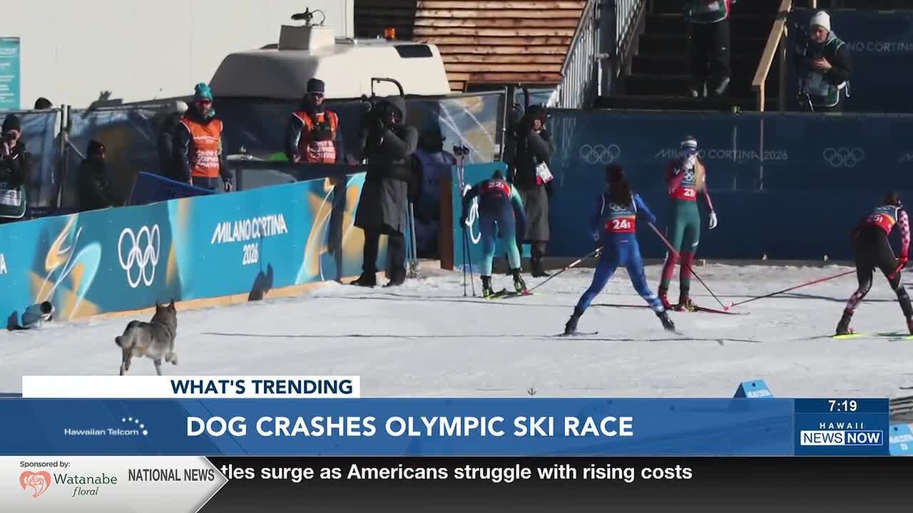 What's Trending: Olympics wolfdog