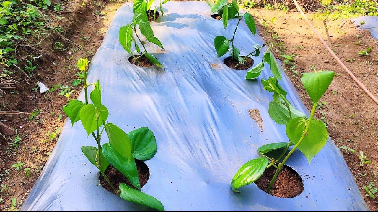 Betel Leaf Farming | Betel leaf Cultivation | Betel leaf plant #Betelleaf