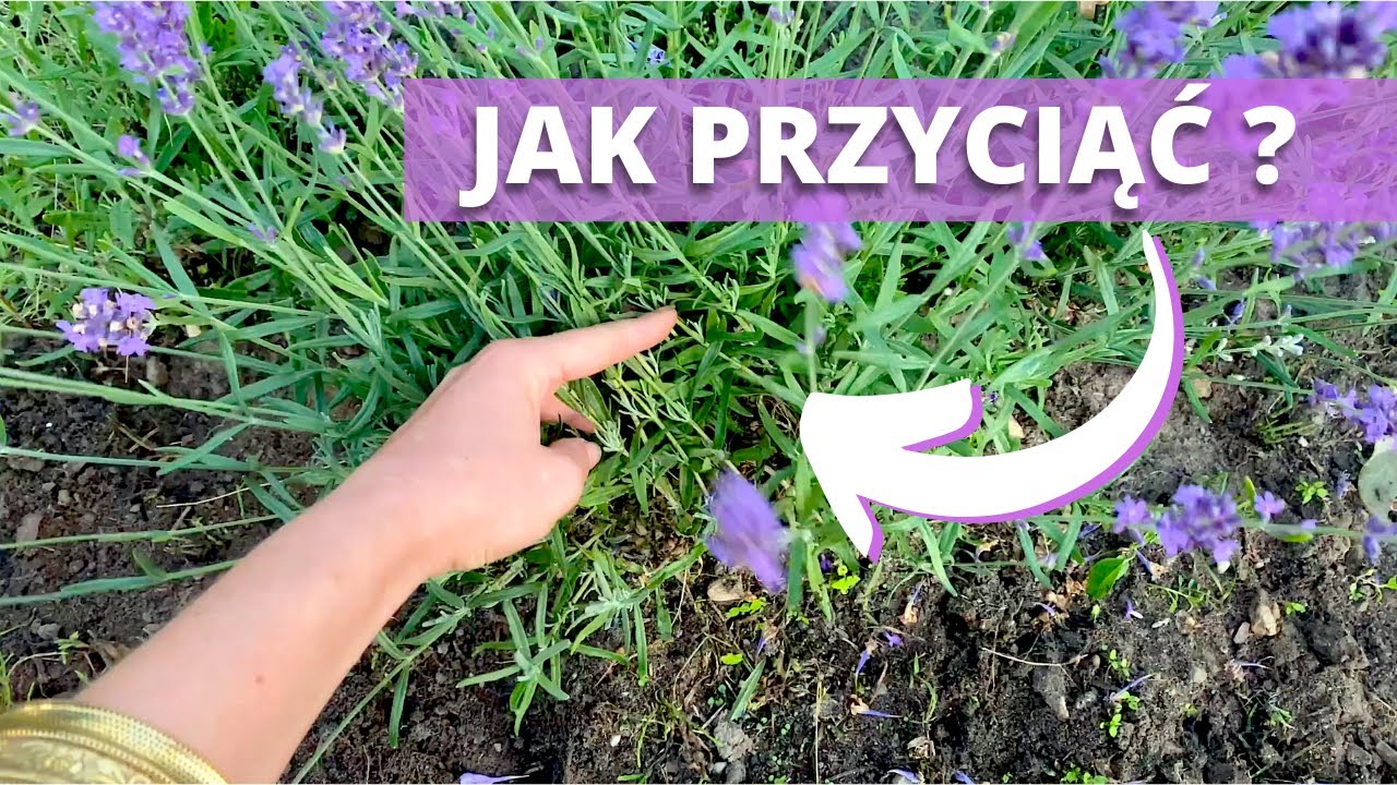 Jak ciąć lawendę ? Letnie cięcie lawendy